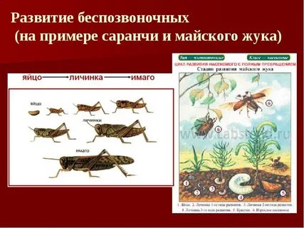 Постэмбриональное развитие жука