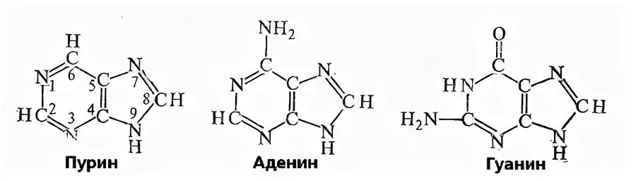 Рнк аденин гуанин