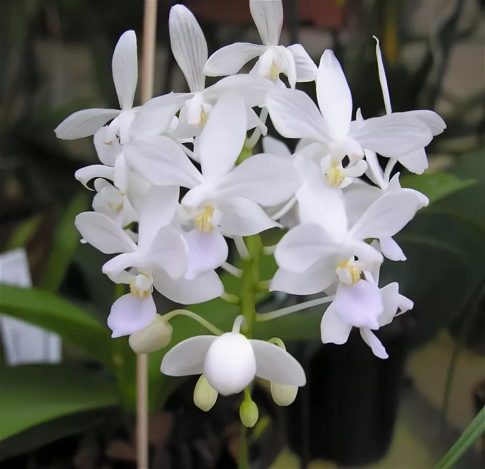 Vanda sanderiana alba - OrchidWeb Orchids, Rare orchids, Orchid images