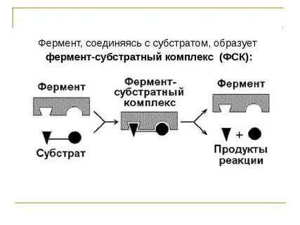 Фермент субстрат продукт