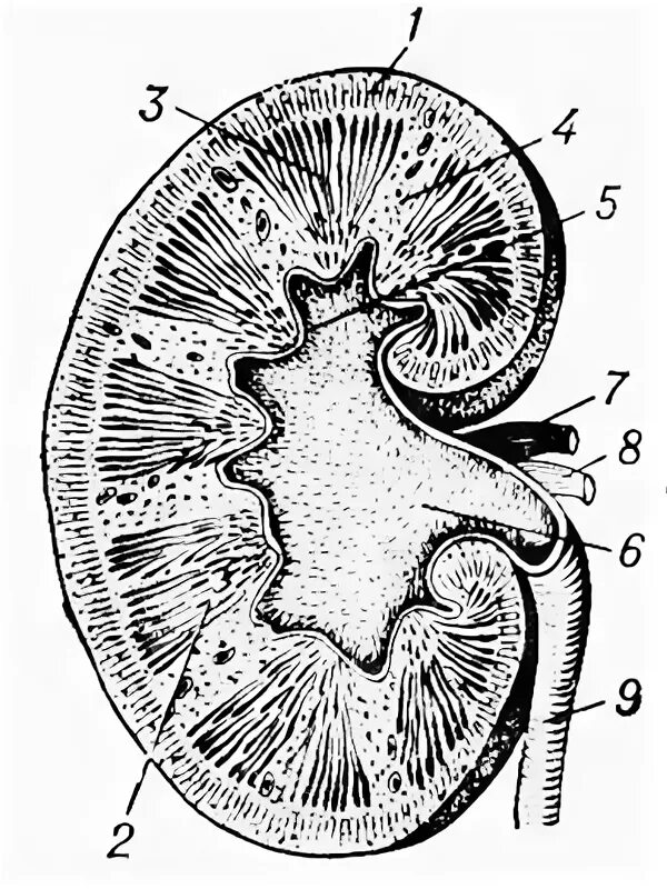 Рис. Продольный разрез почки. Поперечный срез почки. Анатомическое строение почки человека. Строение почки продольный разрез.