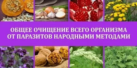Очищение организма от паразитов