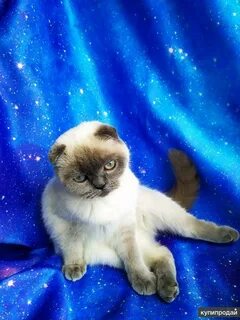 Шотландская кошка добрая