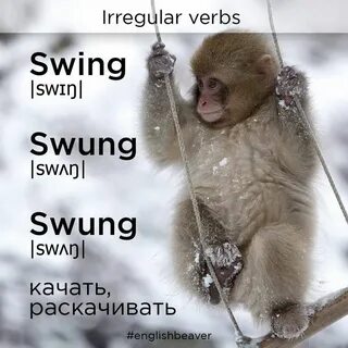 Обезьяна февраль