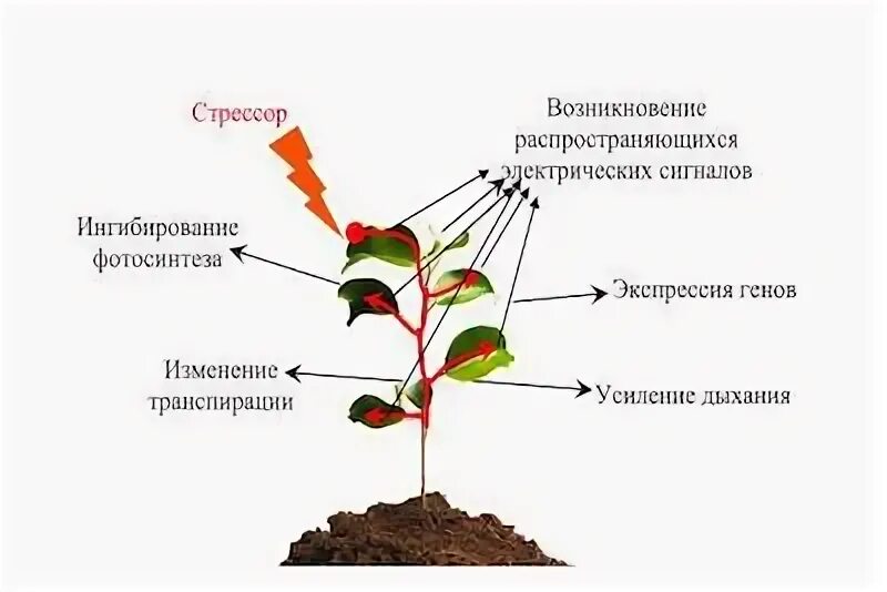 лопух (репейник) большой arctium lappa l. влияние влажности на растения. сигналом растение. разговор с растениями. недостаток минеральных веществ.