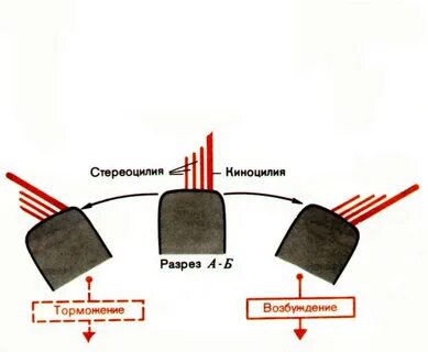 Стереоцилии волосковых клеток
