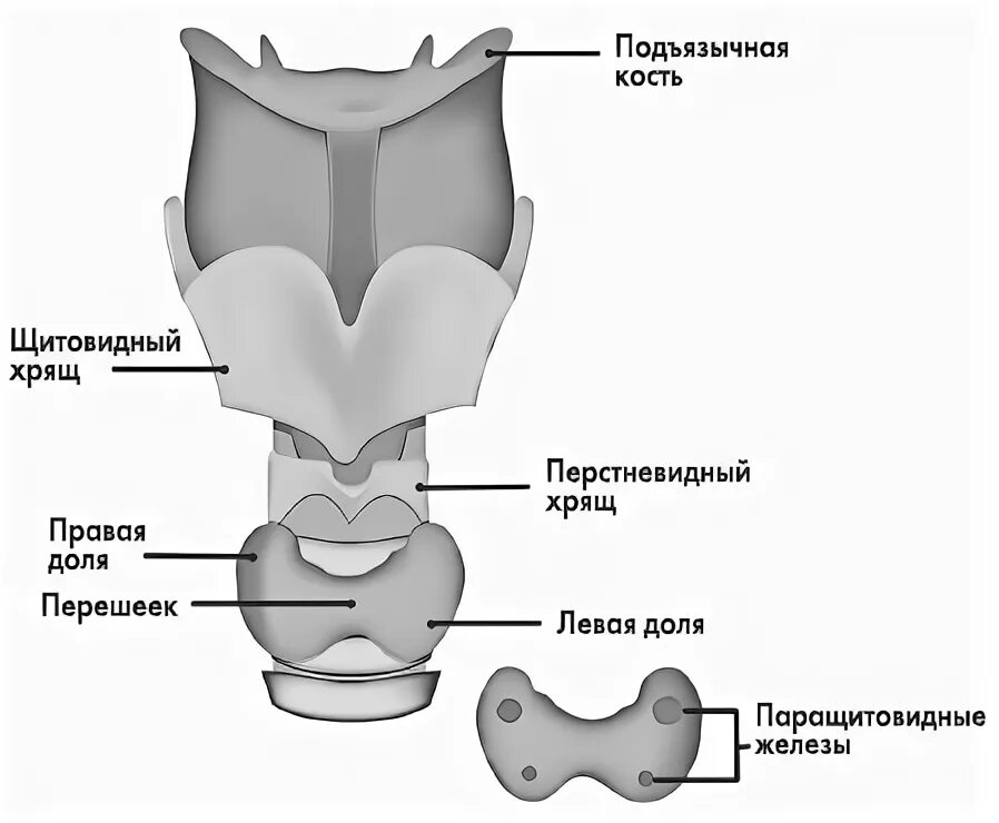 Перстневидный хрящ и перешеек щитовидной. Строение перешейка щитовидной железы. Щитовидный хрящ и щитовидная железа. Щитовидная железа и перстневидный хрящ. Образование перешейка щитовидной железы