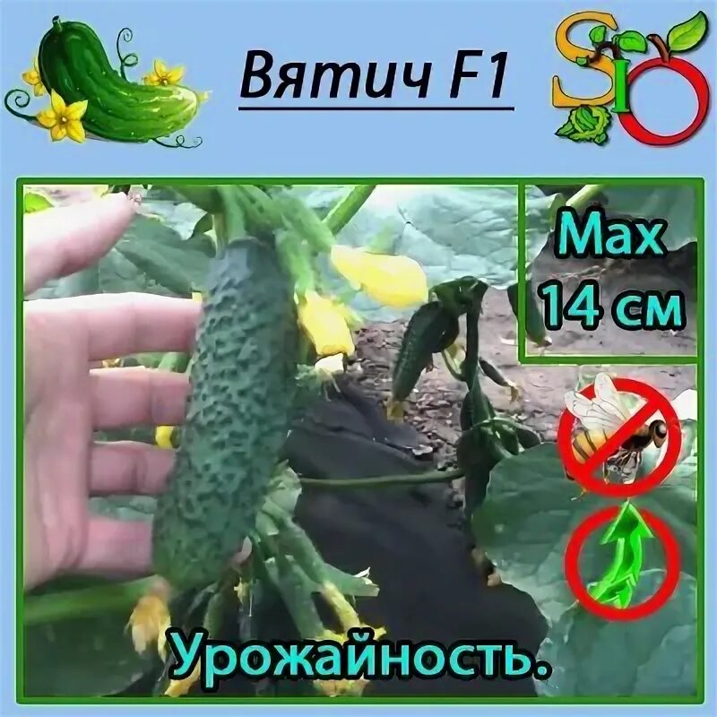 Фотографии огурца сорта Вятич Каприкорн Зеленый рай Фотогалерея природы на dia-l