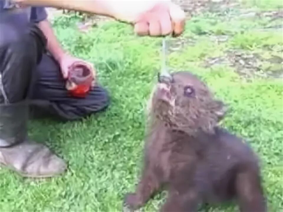 Видео смешной мишка