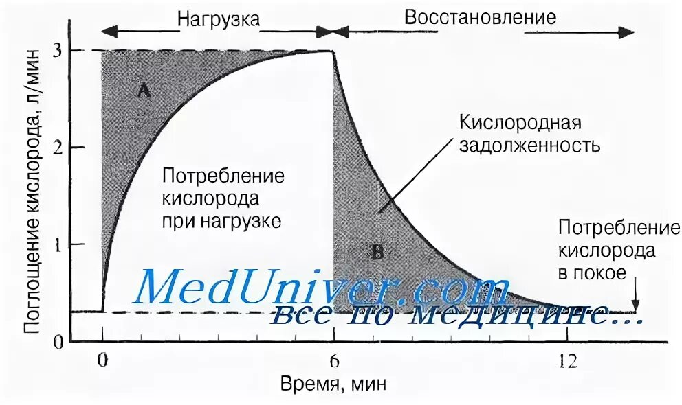 При физических нагрузках потребление кислорода. Потребление кислорода в покое и при мышечной работе. потребление кислорода при мышечной деятельности. потребление кислорода при физической нагрузке. кривая зависимости потребления кислорода от мощности нагрузки.