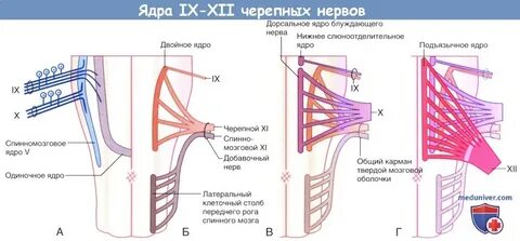 12 пара черепных нервов ядра