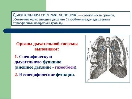 Орган обеспечивающий