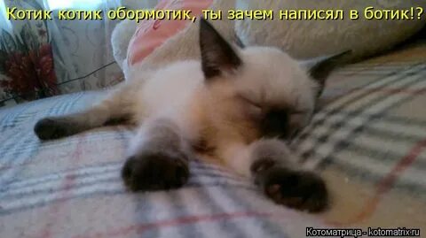 Котик котик киркоров