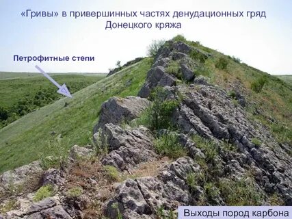 Какой вид охраняется в донецком кряже