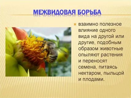 Межвидовая борьба это
