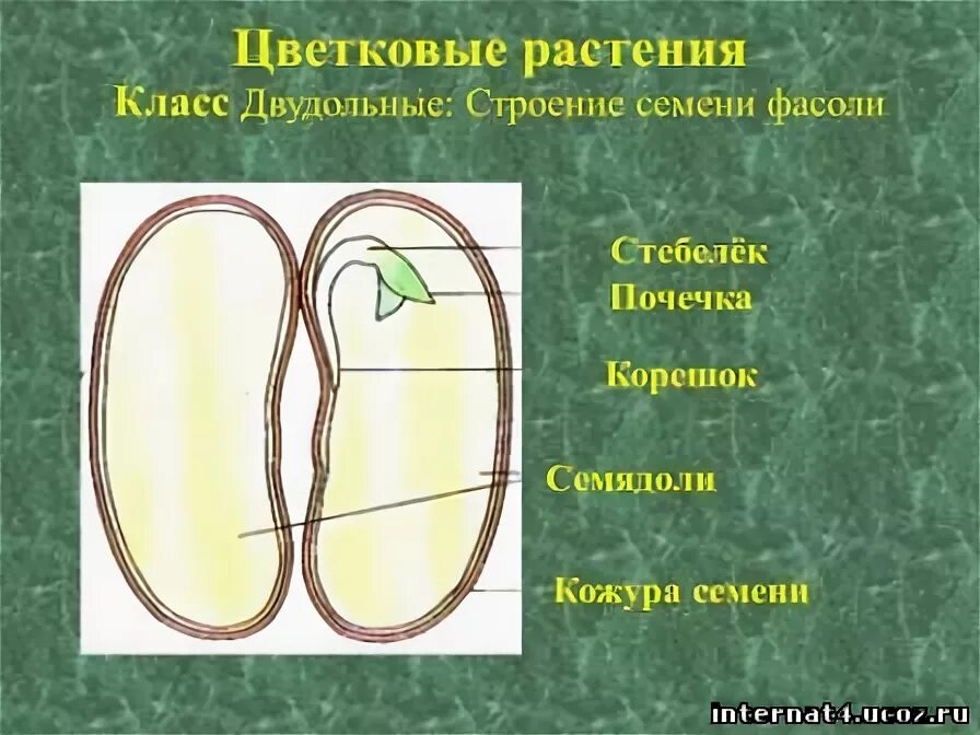 Тест по биологии 6 класс строение семян. Схема строения семени двудольного растения. строение семени двудольного растения фасоли. строение семени фасоли. строение семени яблони.