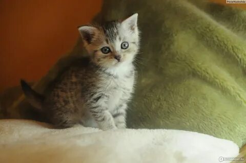 Котята в добрые пермь