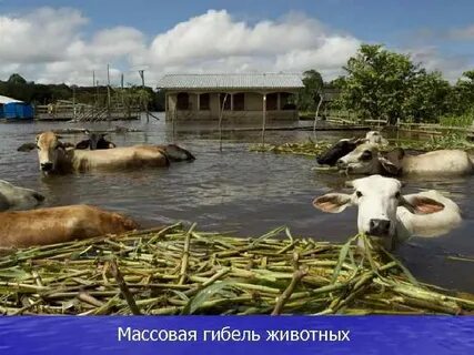 Потоп поле