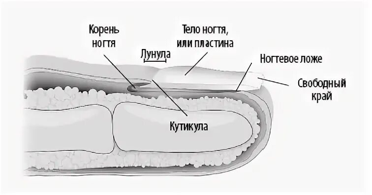 Ноготь корень слова. Видимая часть корня ногтя. Лунула корень ногтя. Матрица ногтевой пластины.