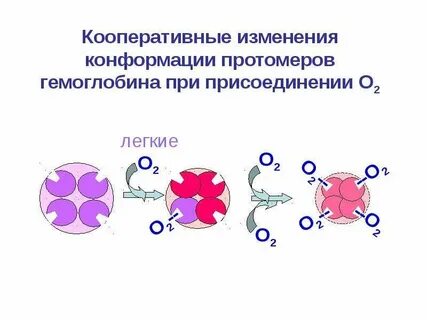Гемоглобин присоединяет