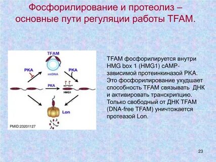 Фосфорилирование протеинкиназ