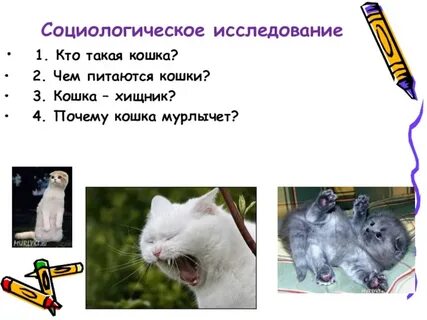Почему у кошек 9