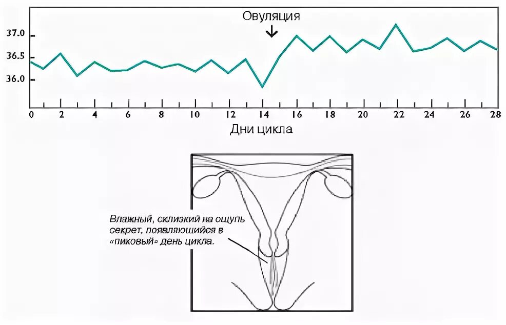 Женале овуляция