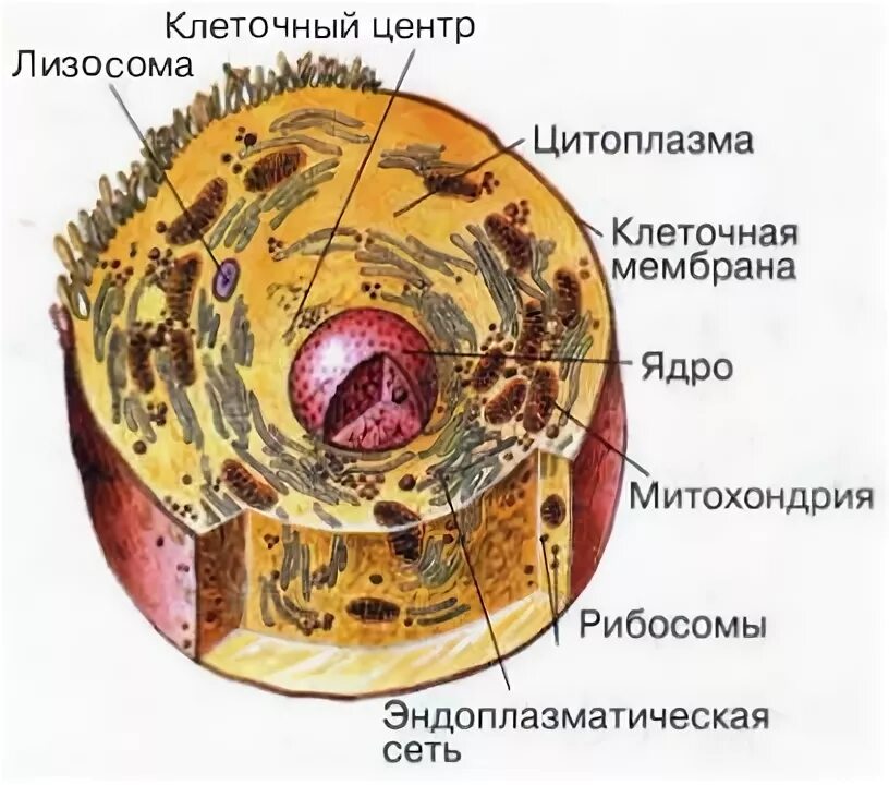 Структура биологической клетки. Общий план строения клетки рисунок. Строение человеческой клетки 8 класс биология. Общий план строения клетки 8 класс. Общий план строения животной клетки 10 класс Пасечник.