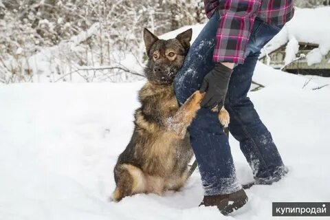 Отдать рука собака