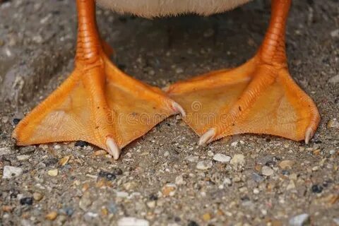 Webbed foot