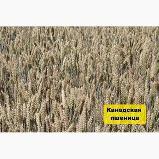 Сорт алексеевич характеристика