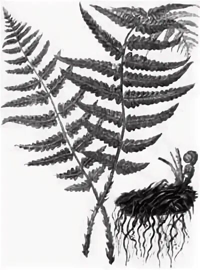 Отличие современных папоротников от вымерших. Отдел папоротниковидные представители. Ароморфозы папоротниковидных. Семенные папоротники классы. Древние папоротники.