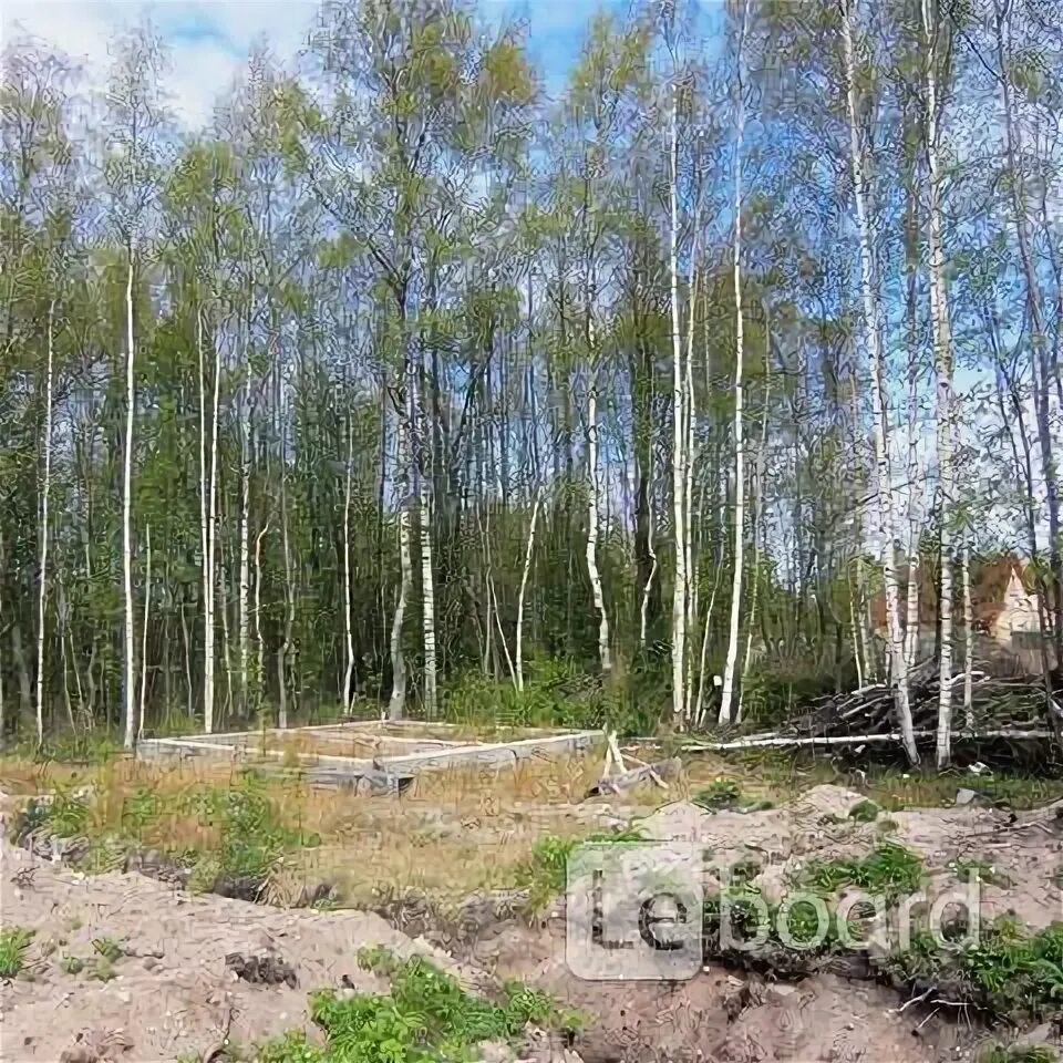 Поселок березовка. Участок ижс в ленинградской. Станция приветнинское ленинградская область. Сосновская горка. Снт пушкарка.