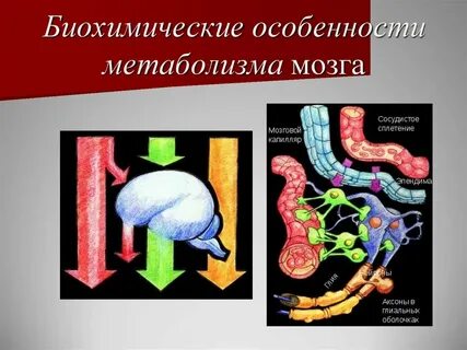 Биохимические процессы происходящие в организме