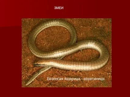 Змеи красной книги