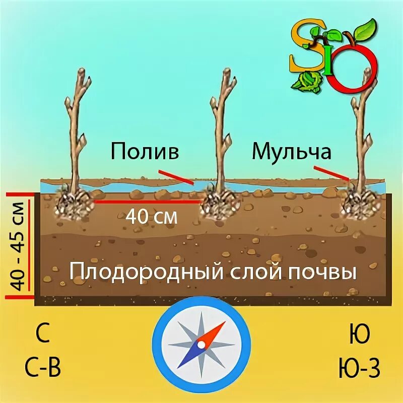 Схема посадки кустовой малины. Глубина ямы для малины посадки. Малинник схема посадки. Как сажать малину схема. Ленточная посадка малины схема.
