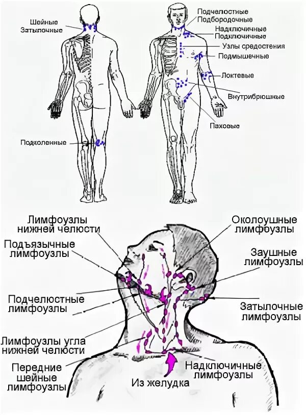 Лимфатические узлы человека схема расположения. Лимфатические узлы схема расположения. периферические лимфатические узлы схема. подключичные лимфоузлы расположение схема. лимфоузлы сзади расположение схема.