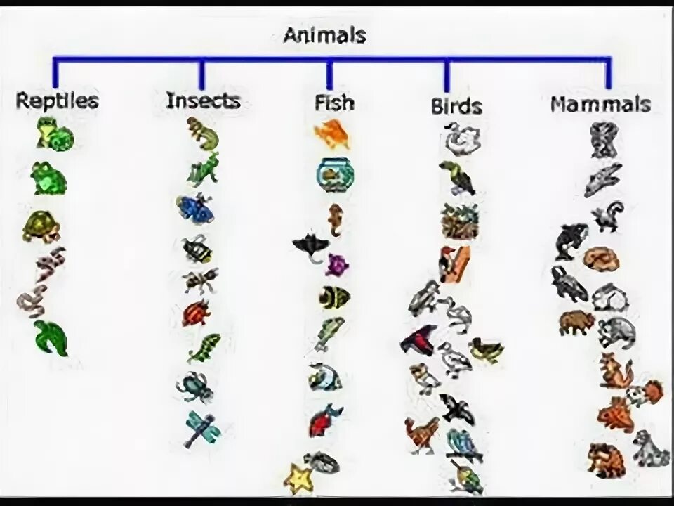 Different kind of animal. Млекопитающие животные птицы. Млекопитающие рыбы птицы. Classification of animals. Животные классификация для детей.