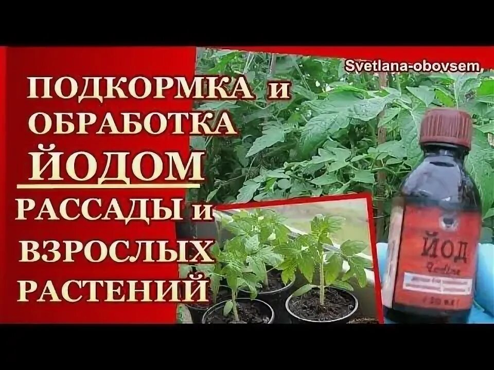 Поливаем йодом