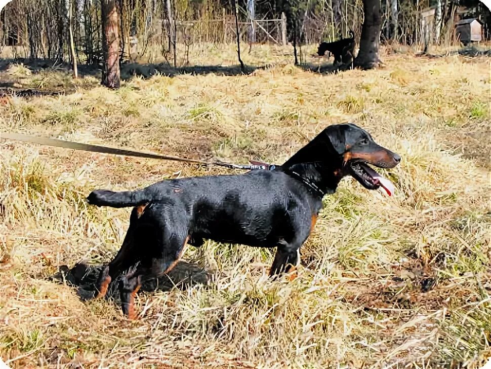 Охота на барсука с норными собаками. Порода собаки для охоты на барсука. Охота на барсука с норными собаками. Порода собаки для охоты на барсука. Такса охотничья норная.