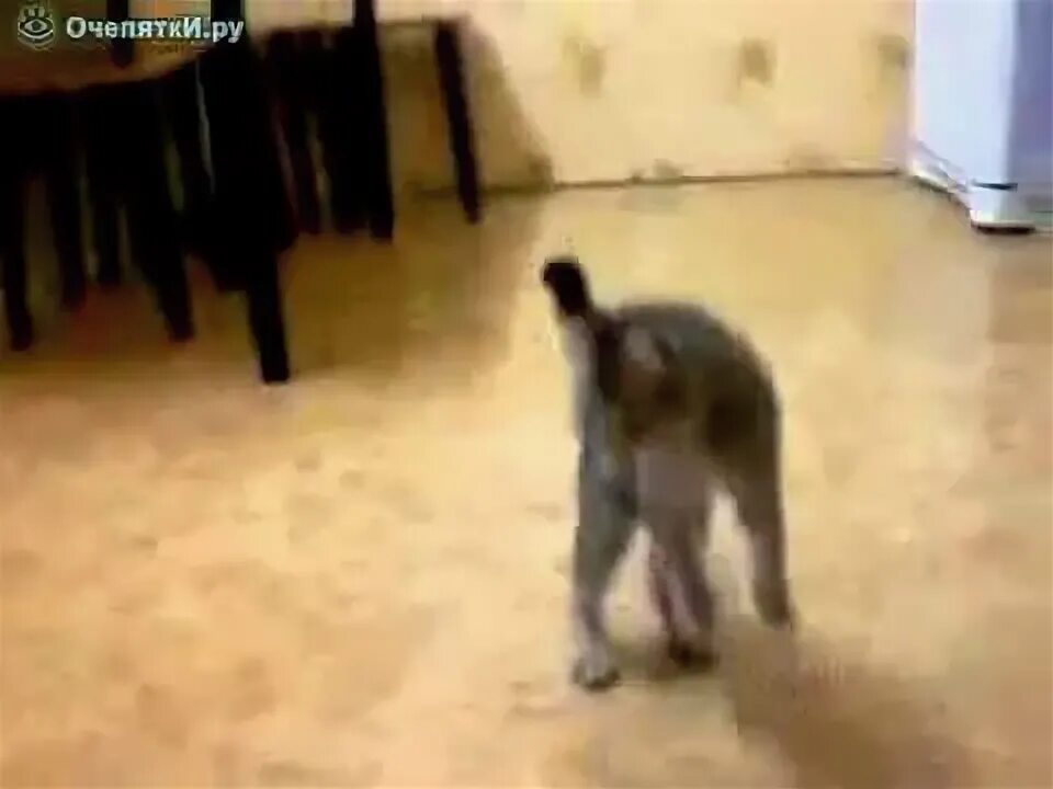 Котенок танцует видео. Кошка прыгает. Коты танцуют. Танцующая кошка. Кот танцует под музыку.