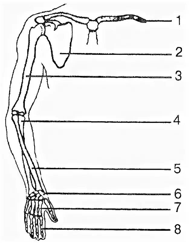 Скелет верхней конечности рисунки. Скелет верхней конечности человека биология 8. Верхние и нижние конечности рисунок. Кости верхней и нижней конечности с рисунками. Рисование верхних конечностей.