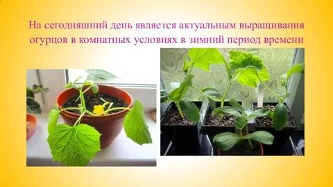 Проект на тему выращивание огурцов в домашних условиях