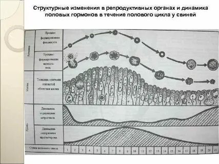 Феномен полового цикла