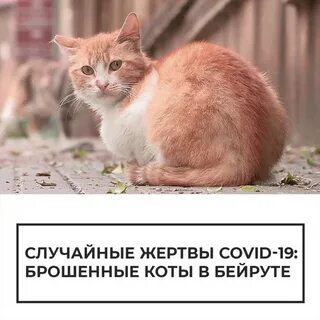 Случайная жертва это