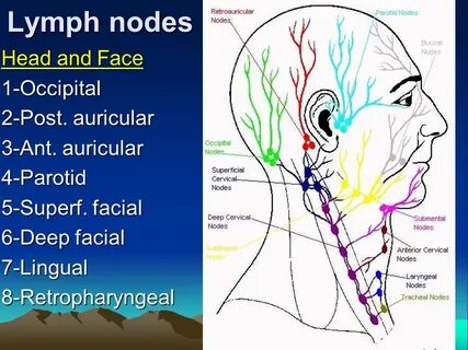 Lymph