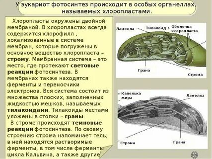Имеет граны