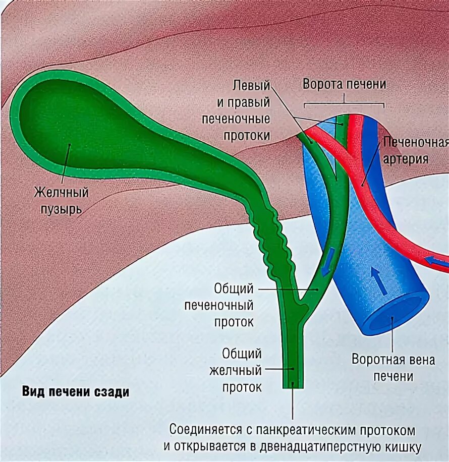 В ворота печени входят