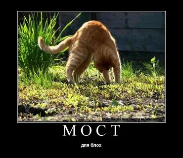Слово изподвыподверта
