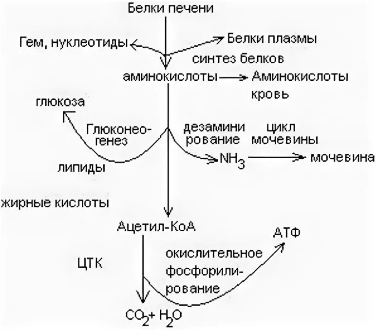 Обмен белка в печени. Синтез аминокислот в печени. Синтез белков в печени. Синтез белков в печени биохимия. Роль печени в белковом обмене биохимия схема.